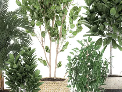 Decorative  trees for the interior in basket 560 3D model