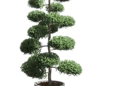 Bonsai with spherical branches - 2 models 3D model
