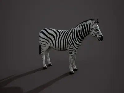 Animal Zebra 3D model