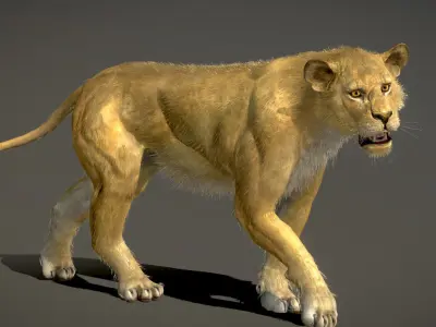 Lion Female 3D model