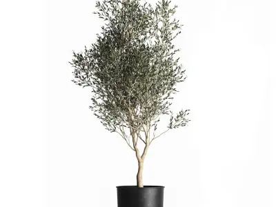 Olive tree in a flowerpot for the interior 967 3D model
