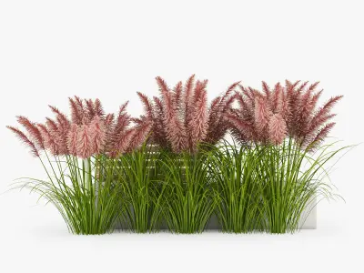 Pink Pampas Grass Seeds 3D model