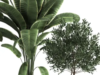 Indoor Collection plant 018 3D model