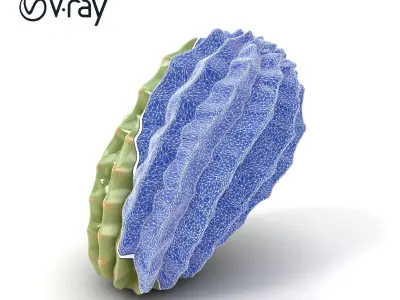 Cactus Wrinkled Overlapping Segments model pack Low-poly 3D model