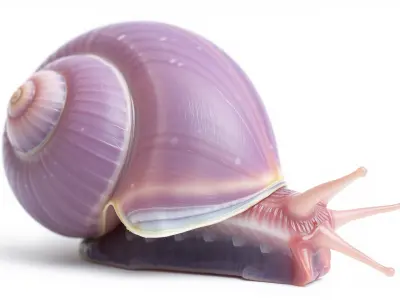 Violet-Shelled Sea Snail with Floating Ability Low-poly 3D model