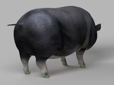 pig meat pork bacon pigletshoat swinedomestic 3D model
