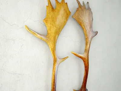 Naturally Shed Moose Antlers 3D model