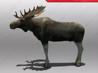 Moose Animated 3D model