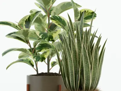 Plants collection 75 Modernica pots 3D model