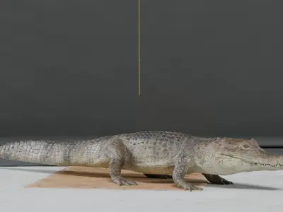 Spectacled Caiman - rigged 3D model