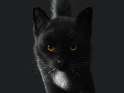 Cat Black ANIMATED  YETI version 3D model