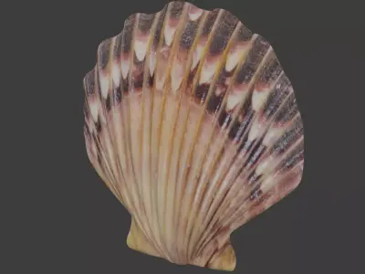 Seashell 3D model