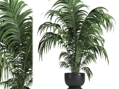 indoor plant 013 3D model