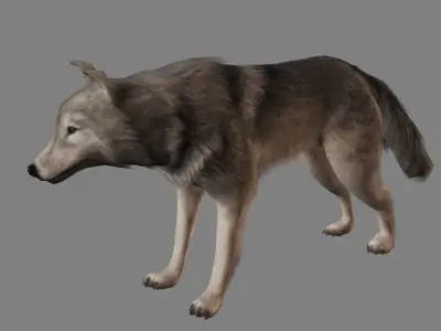 Wolf Animations-Lowpoly-Game Ready Low-poly 3D model