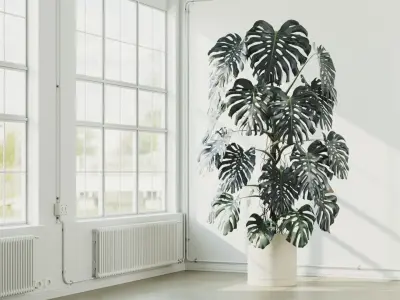 300cm Accurate high-poly Monstera Deliciosa in pot 3D model 3D model