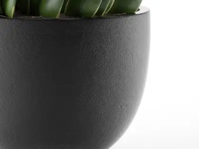 House Plant 24 3D model