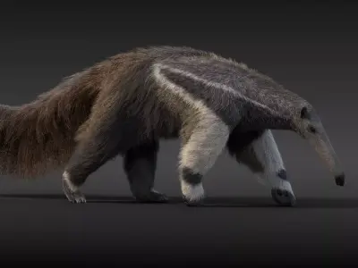 Giant Anteater Animated 3D model