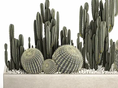 Cactus set in a concrete flowerpot for the interior 1097 3D model