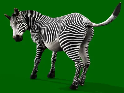 ZEBRA RIGGED ANIMATED 13 Low-poly 3D model