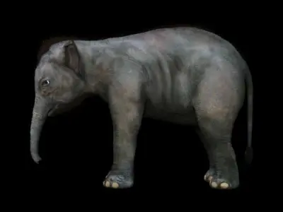 Baby Elephant Low-poly 3D model