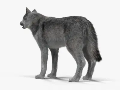 Wolf Grey Low-poly 3D model