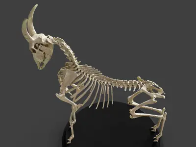 Realistic Goat Skeleton 3D model