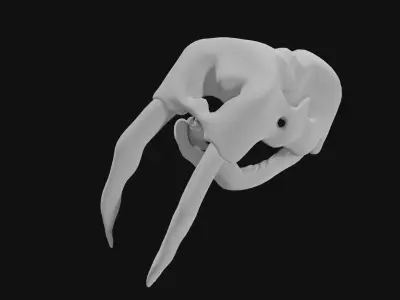 Walrus skull of walrus skeleton Low-poly 3D model