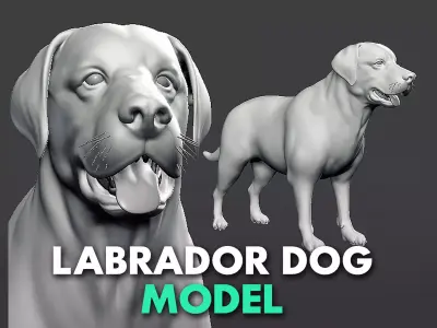 Labrador Dog 3D model