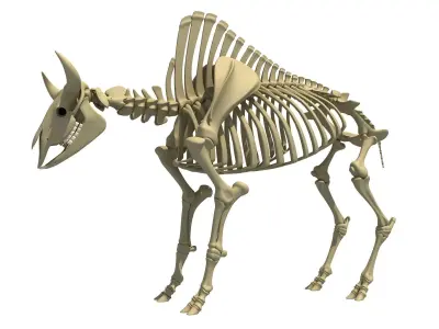 Buffalo Bison Skeleton 3D model