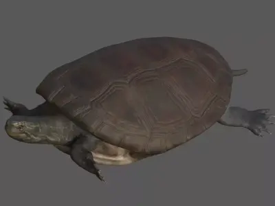 Tortoise from China Low-poly 3D model