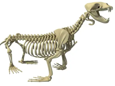 Sea Lion Skeleton 3D model