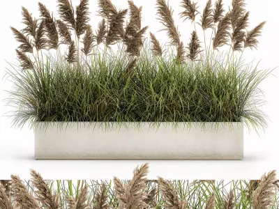 Pampas grass for landscaping 1069 3D model