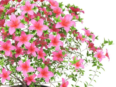 Azalea Plant 3D model