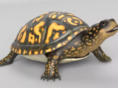 Box Turtle Animated Low-poly 3D model