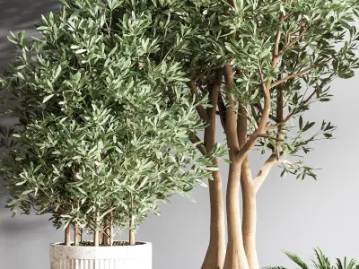 IndoorSetPlsnt14 four potted olive trees 3D model