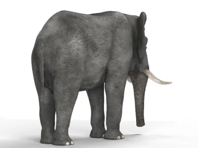 African elephant 3D model Low-poly 3D model
