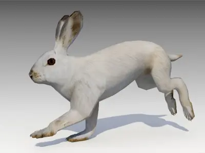 Arctic hare Low-poly 3D model