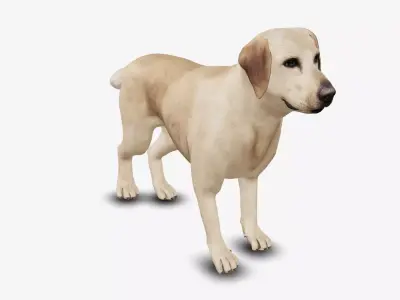 Dog Labrador Low-poly 3D model