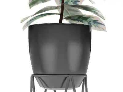 Plant in Pot Flowerpot Exotic Plant 3D model 15