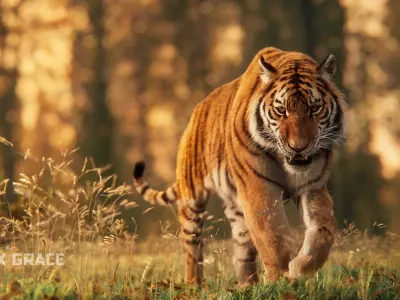 Siberian Tiger Animated  VFX Grace 3D model