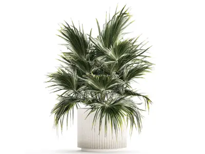 Beautiful Fan Palm In A Flower Pot For Decoration 1274 3D model