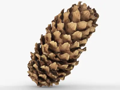 Photorealistic 3D scan of pine conifer cones Collection