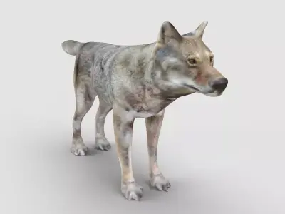 Wolf Model 3D model
