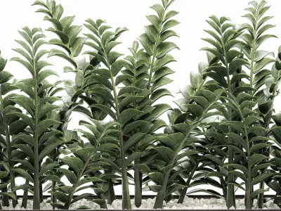 Zamioculcas in pots for the interior 534 3D model