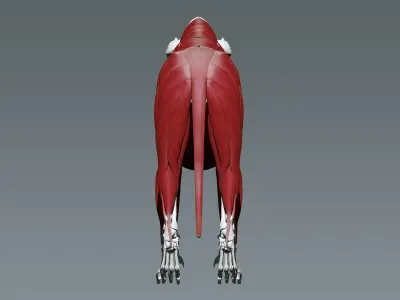 Lion Anatomy  3D model
