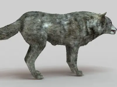 Gray Wolf Low-poly 3D model buy