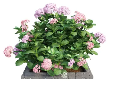 Plants Hydrangea set 13 3D model