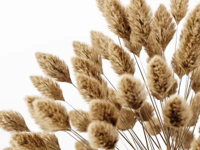 Pampas Plant 02 Low-poly 3D model