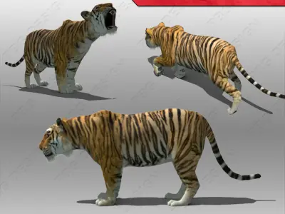 Tiger Animated Low-poly 3D model