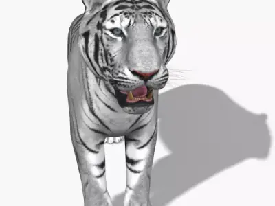Awesome White Tiger - 3d model 3D model